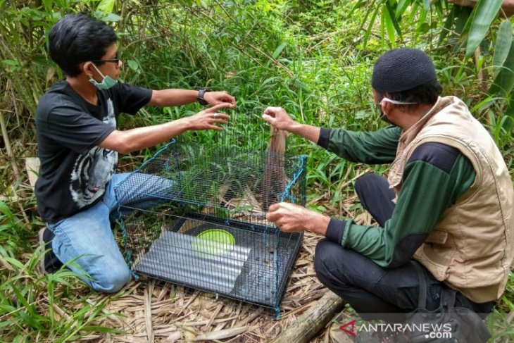 BKSDA Bengkulu lepasliarkan seekor Kucing Kuwuk