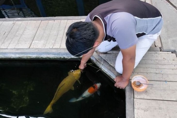 Bisnis ikan hias jenis koi mulai bangkit