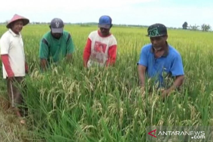  Ulat  penggerek batang serang puluhan hektare sawah  di 