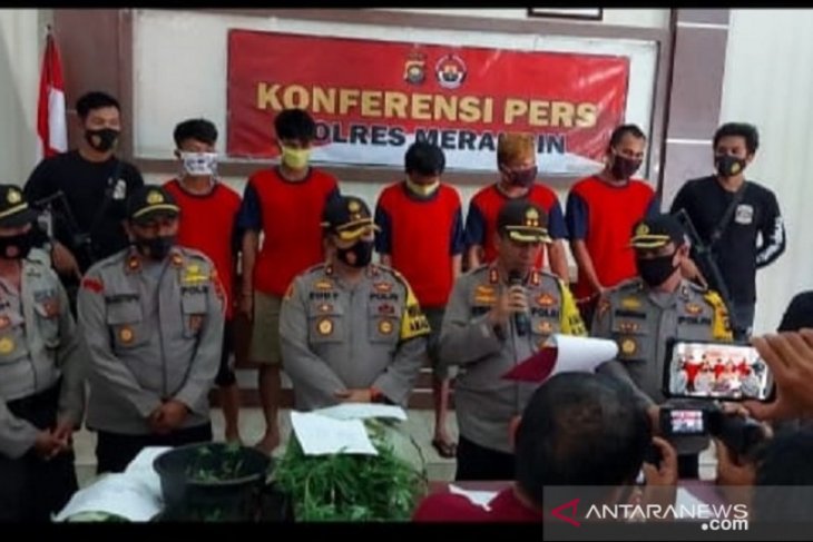 Polres Merangin temukan dua hektare ladang ganja di Gunung Masurai