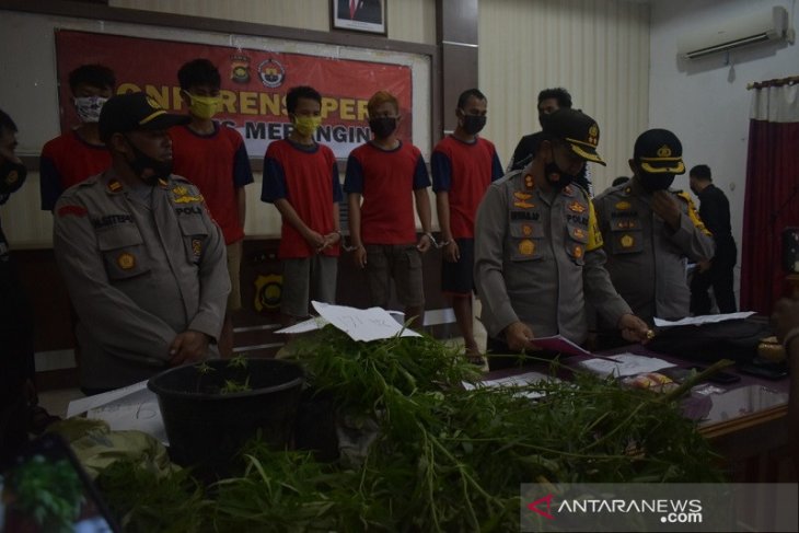 Polres Merangin temukan dua hektare ladang ganja