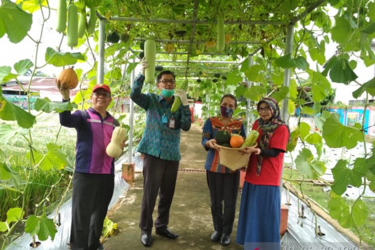 Pemprov Kalbar maksimalkan pengembangan hortikultura di tengah pandemi COVID-19