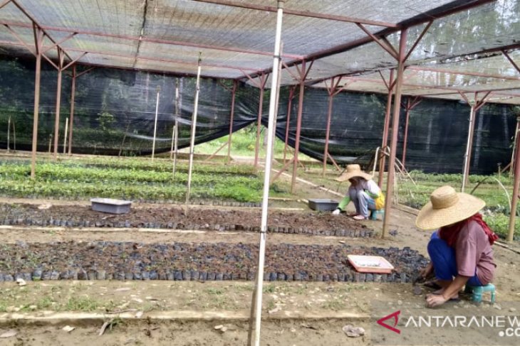 Bibit pohon untuk rakyat di Kebun Raya Kenali Jambi
