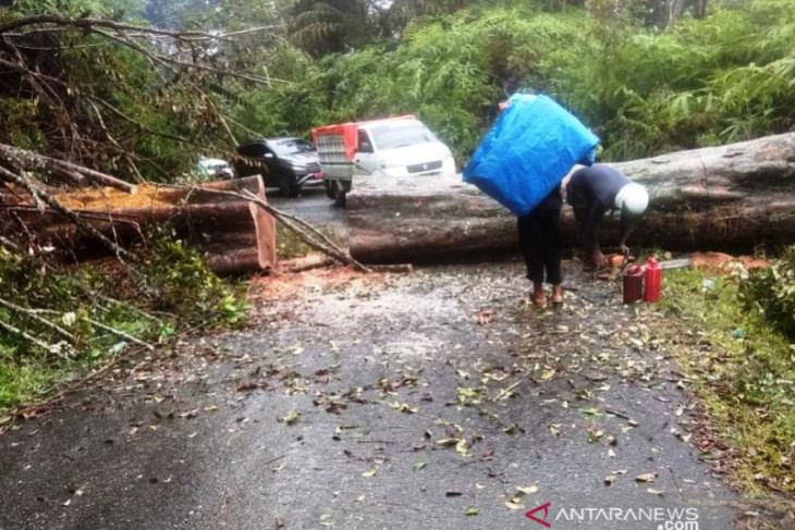 Badai tumbangkan pohon di lintas Nagan Raya-Aceh Tengah