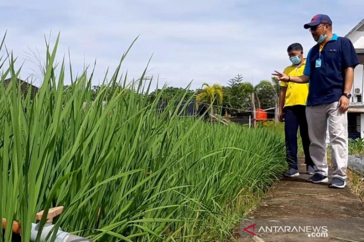 Distan Kalbar kembangkan padi Nutri Zinc cegah stunting seluas 960 hektare