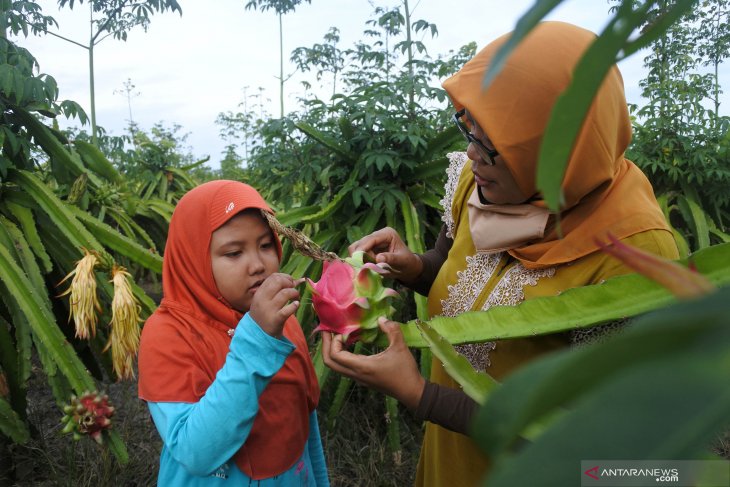 Wisata Petik Buah Naga