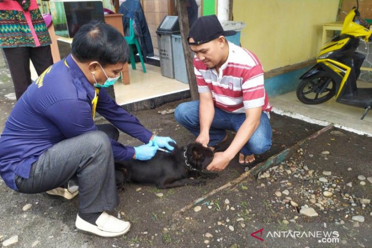 185 warga Rejang Lebong jadi korban gigitan hewan penular rabies
