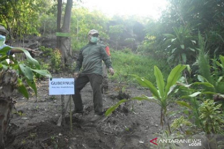 Gubernur Kepulauan Babel tanam 1.000 pohon buah di destinasi wisata Bukit Kejora