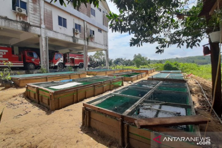 Satpol PP Kabupaten Landak manfaatkan lahan kantor untuk budidaya lele