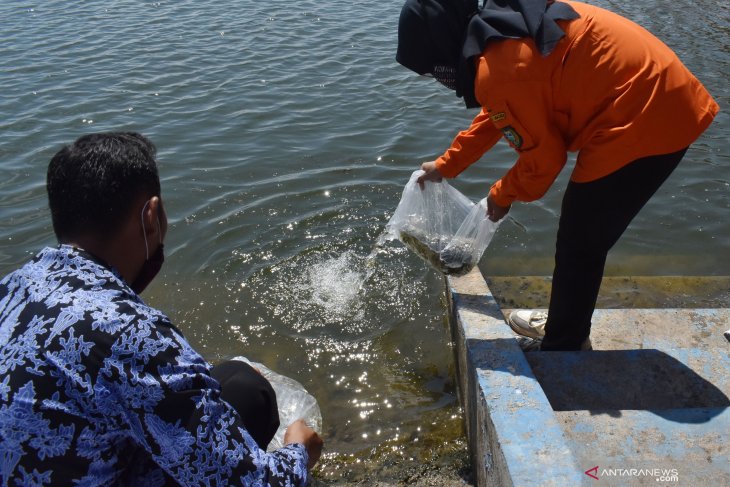 Bantuan Benih Ikan Pemprov Jawa Timur