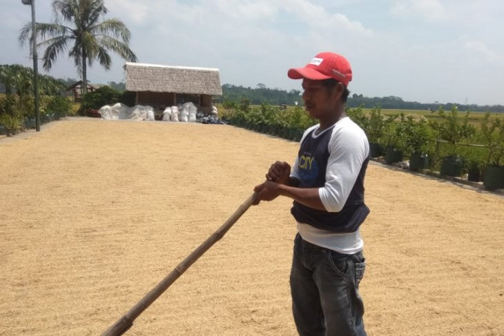 Pendapatan ekonomi petani Banten Selatan meningkat setelah gabah ditampung Bulog