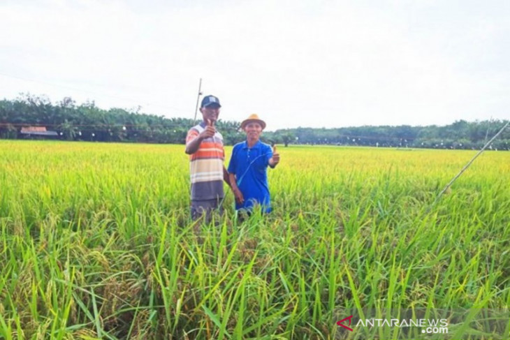 Kotabaru accelerates rice planting by 1,000 hectares