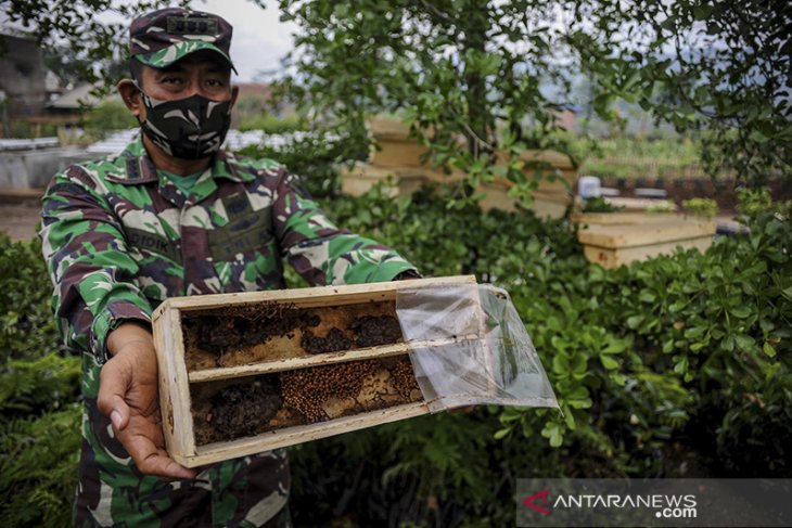 Budi daya lebah madu oleh anggota TNI 