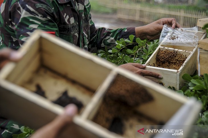 Budi daya lebah madu oleh anggota TNI 