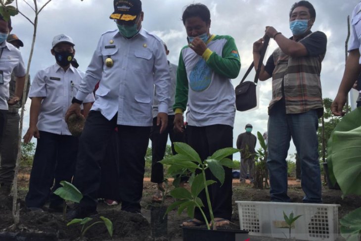 Petani Bangka Tengah budidayakan tanaman porang