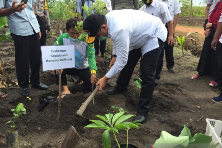 Pemprov Babel dorong petani budidayakan tanaman porang