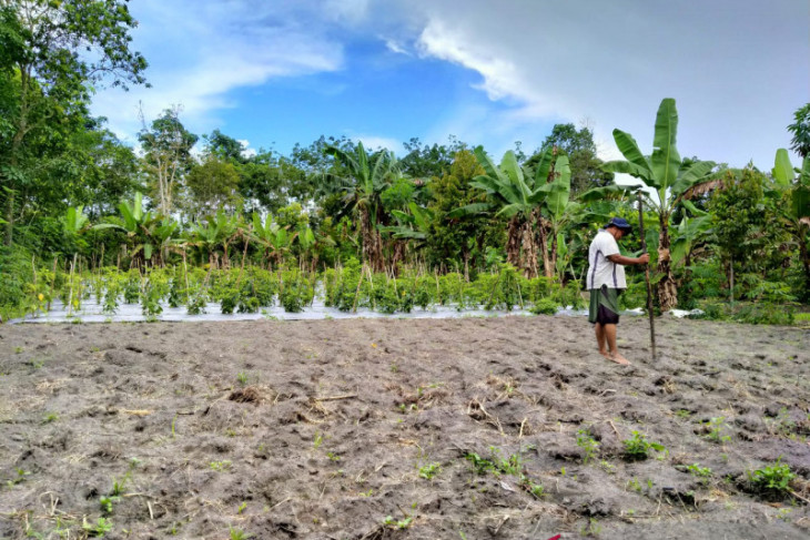 Petani Belitung mulai tanam jagung jelang tahun baru