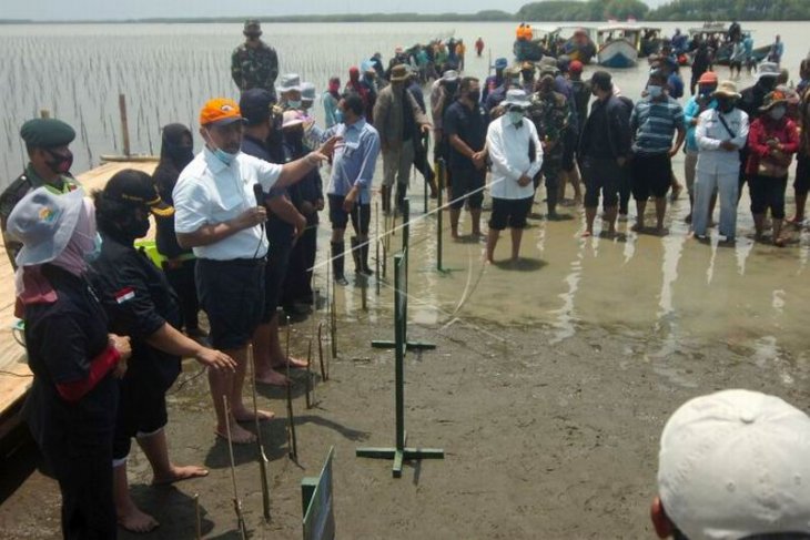 Program penanaman kembali mangrove