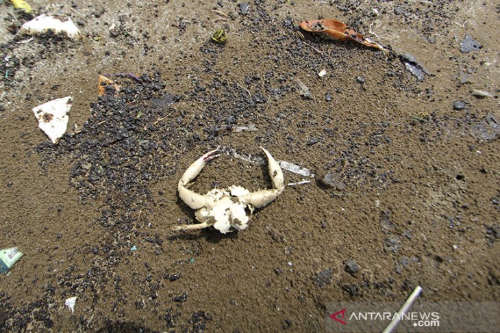 Ceceran minyak mentah di pantai 