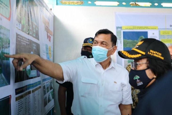 Luhut mau lobi Eropa-UEA bantu program penanaman mangrove