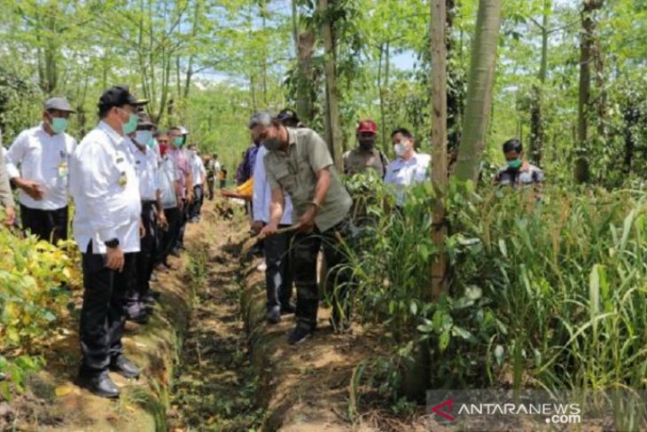 Pemprov Babel kembangkan penanaman lada sistem tasela