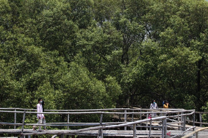 Ekowisata Mangrove Wonorejo