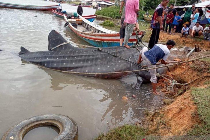 Hiu tutul terdampar di wilayah Pesisir Selatan