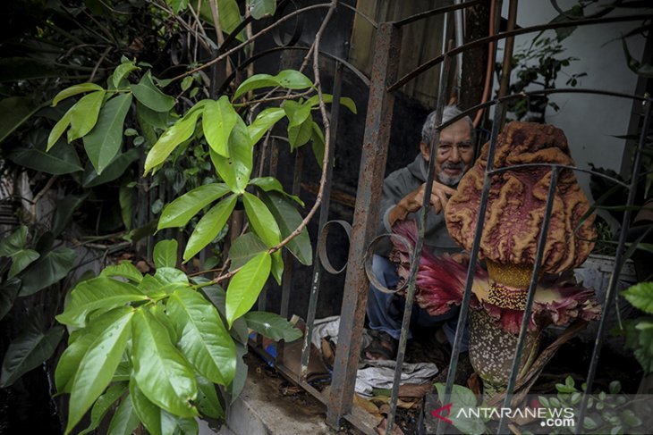 Bunga bangkai mekar di Bandung 