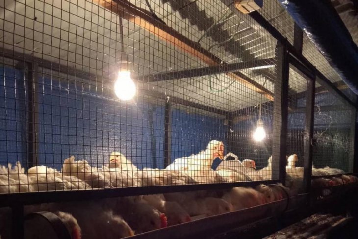Dosen Unsyiah kembangkan ayam organik