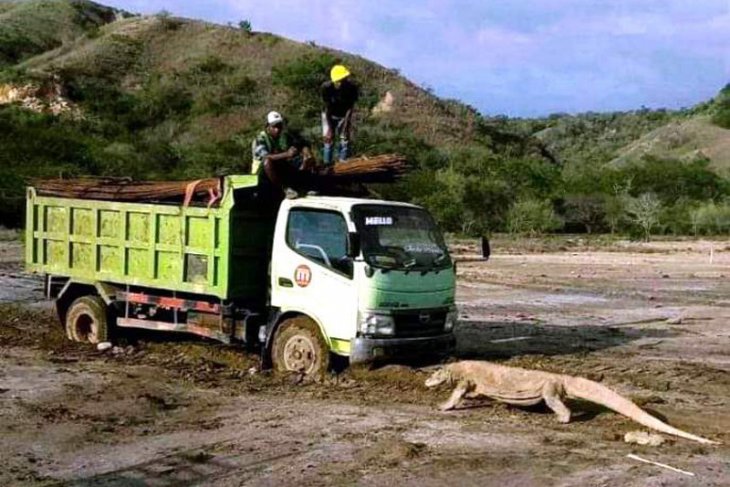 Ini dia foto viral komodo