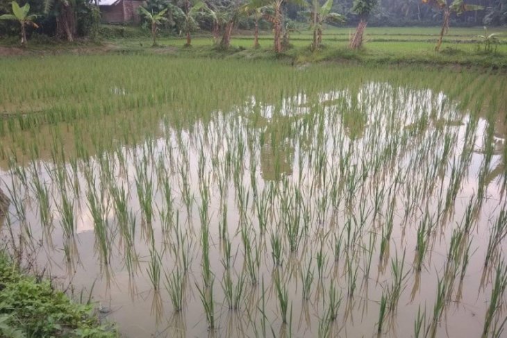 Petani Lebak lakukan gerakan percepatan tanam