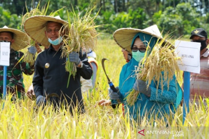 Produksi padi di Nagan Raya capai 6,5 ton per hektare di 2020