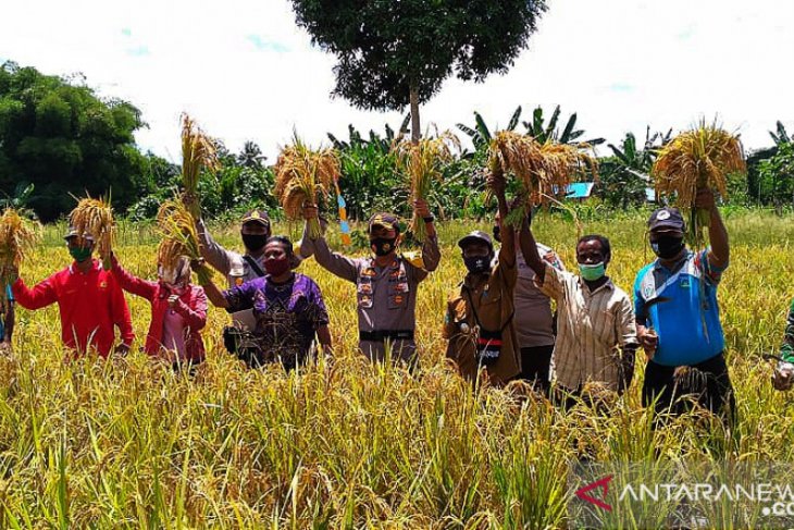  Petani  asli Papua di  Wondama berhasil kembangkan padi 