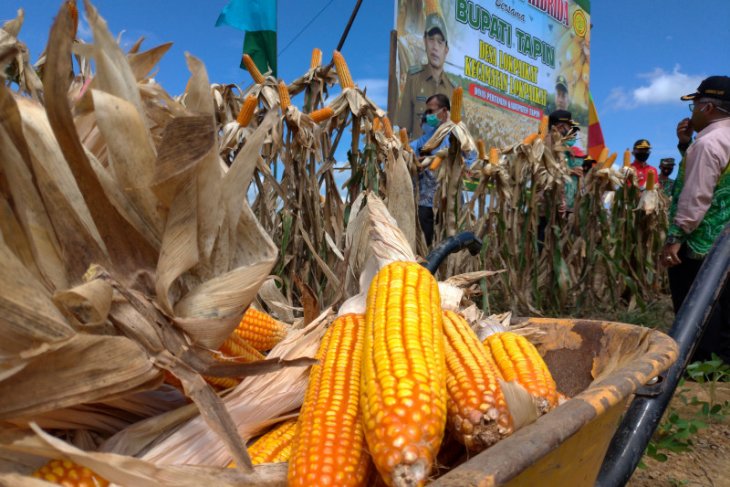 Tapin miliki 1.130 hektare lahan pertanian jagung hibrida