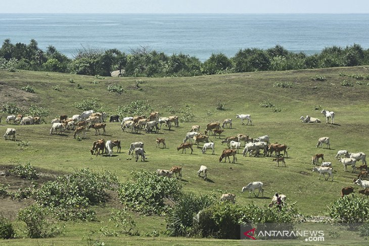 Ternak sapi di bukit Teletubbies 