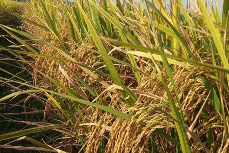Kementan meloloskan 15 calon varietas padi sawah berprotein tinggi