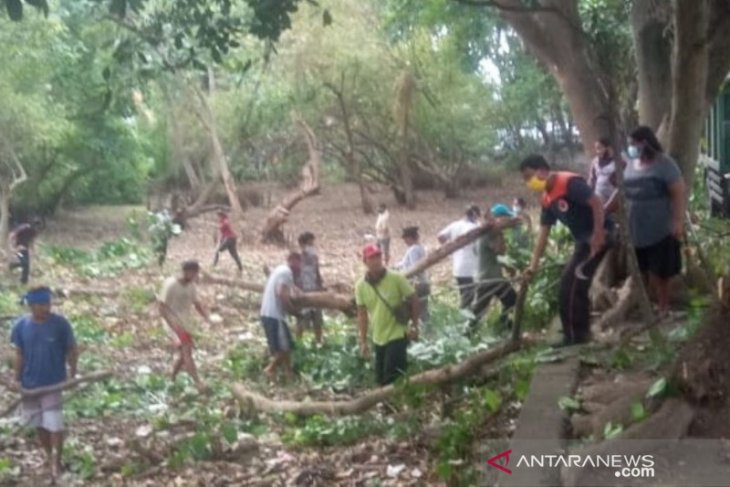 BPBD Denpasar lakukan perompesan pohon perindang di Pantai