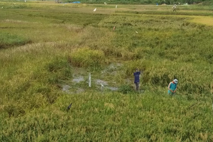 Padi siap panen di Pelayangan Kota Jambi