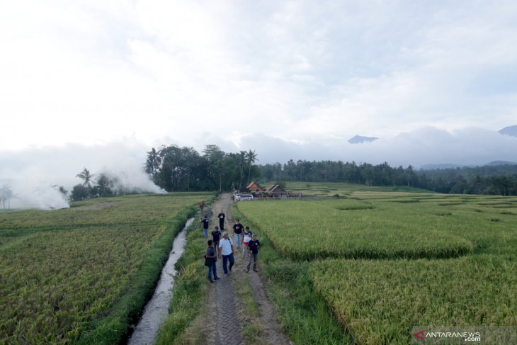 Wisata persawahan lereng gunung Ijen