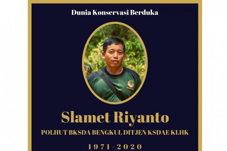 Polhut BKSDA Bengkulu meninggal saat bertugas pasang alat pemantau gajah