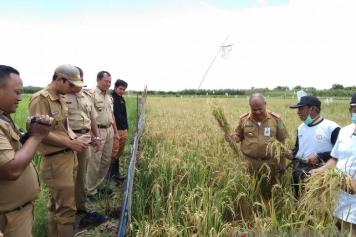 Tanah Bumbu fulfills food self-sufficiency