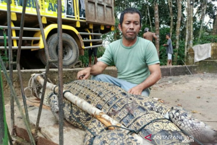 BKSDA Bangka evakuasi buaya yang kerap mangsa ternak warga
