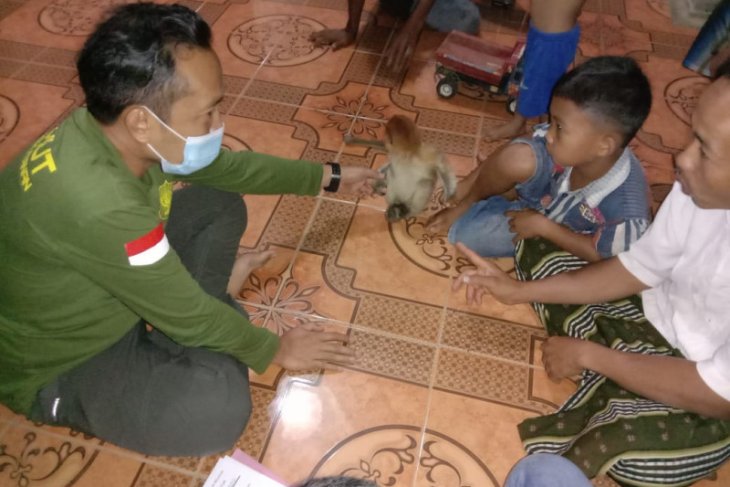 Tabalong KPH evacuates a proboscis monkey kid