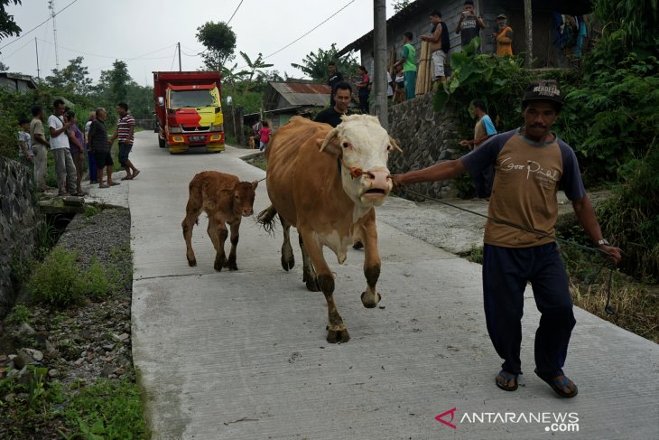 Locals urged to be vigilant while taking grass on Merapi's slopes