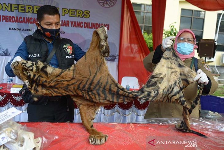 Tim gabungan Polda Aceh menggagalkan perdagangan satwa Rp6,3 miliar