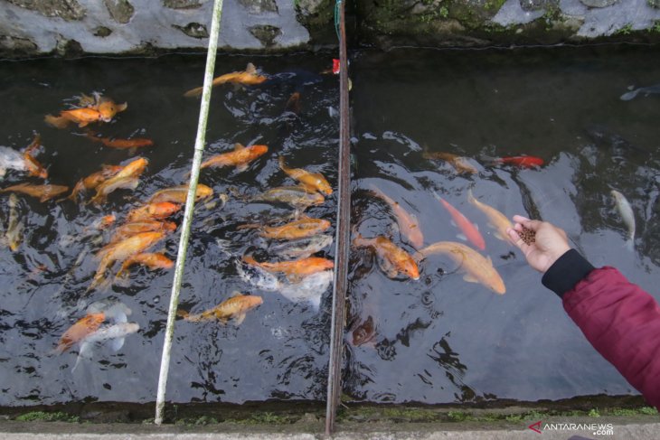 Budidaya ikan di bantaran sungai