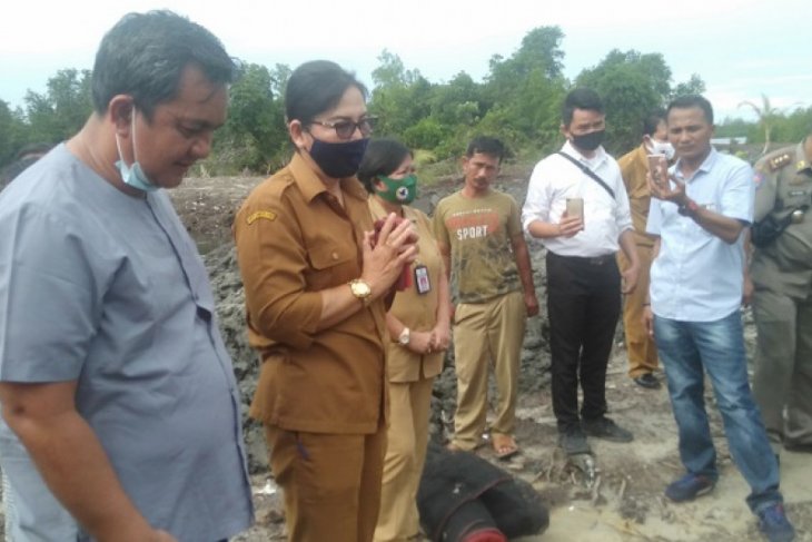Pemkot Gunungsitoli minta masyarakat hentikan penebangan mangrove