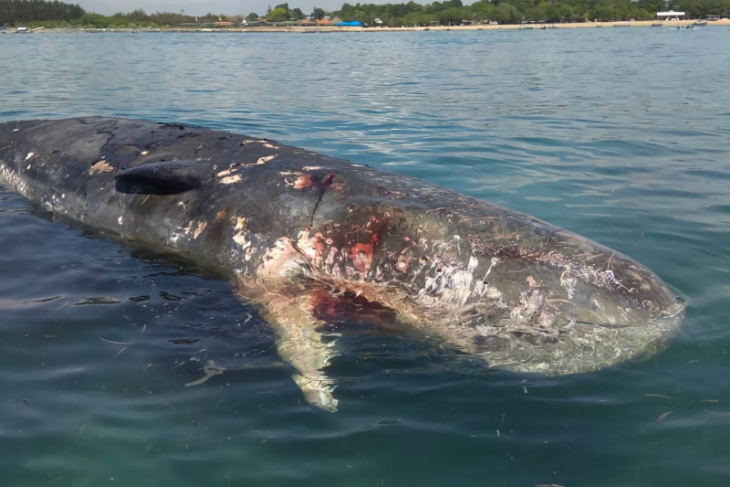 Paus sperma ditemukan mati terapung di Teluk Serangan-Bali ...