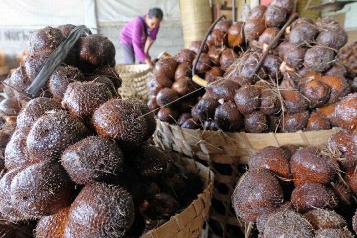 Harga salak pondoh turun