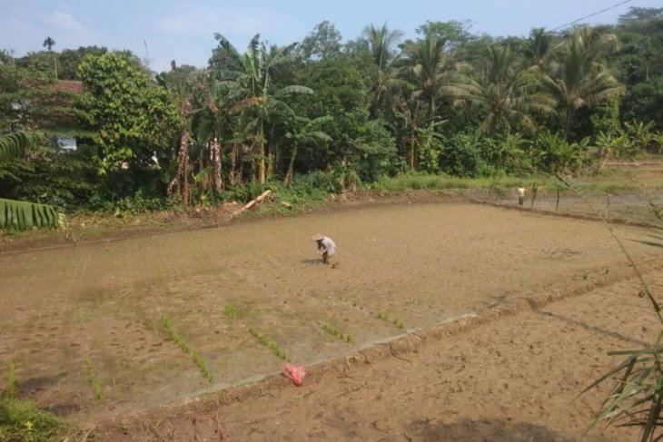 Distan Banten tambah realokasi pupuk bersubsidi ke sejumlah daerah